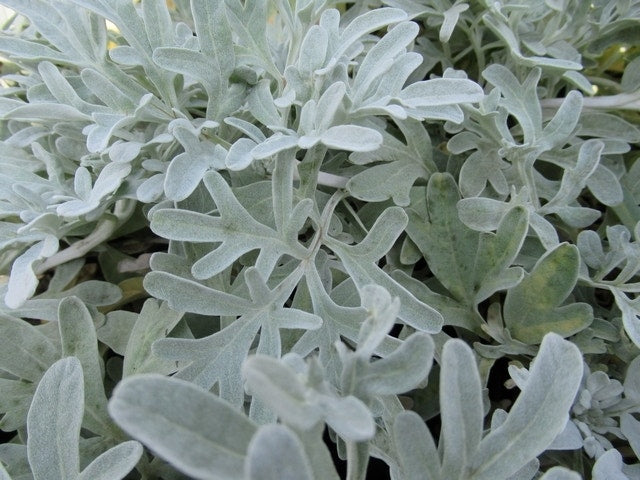  Bijvoet (Artemisia Stelleriana 'Boughton Silver')