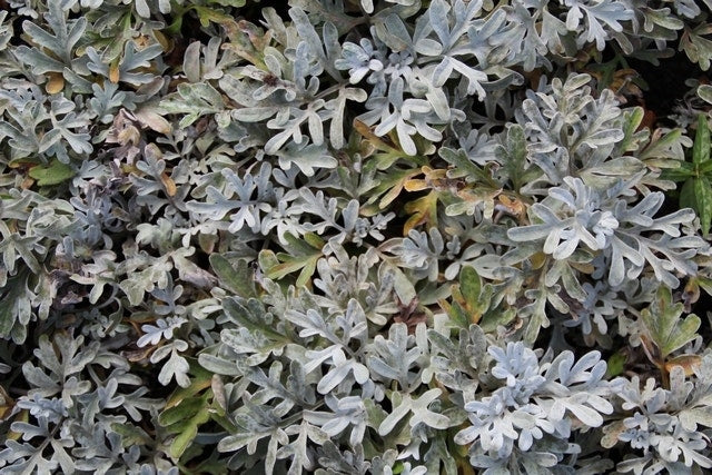  Bijvoet (Artemisia Stelleriana 'Boughton Silver')