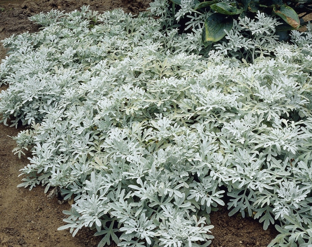  Bijvoet (Artemisia Stelleriana 'Boughton Silver')