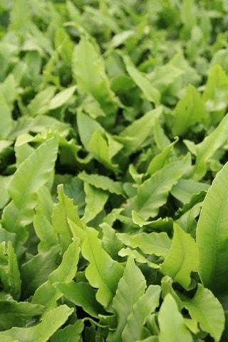  Tongvaren (Asplenium Scolopendrium)