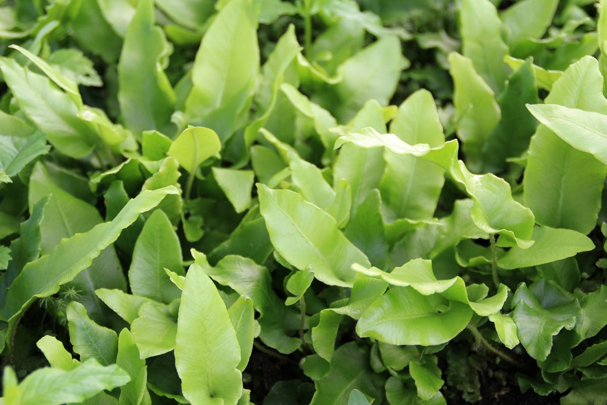  Tongvaren (Asplenium Scolopendrium)
