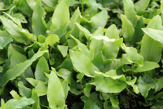  Tongvaren (Asplenium Scolopendrium)