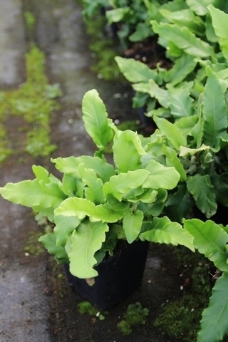  Tongvaren (Asplenium Scolopendrium)