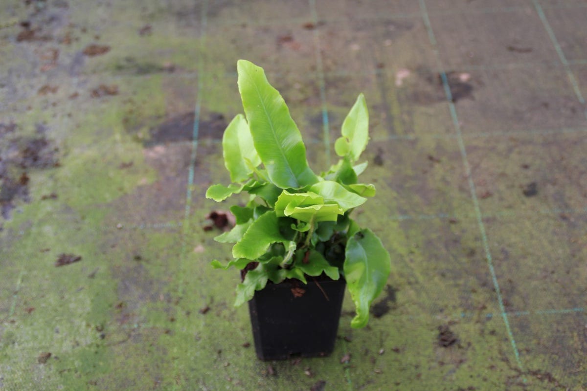  Tongvaren (Asplenium Scolopendrium)