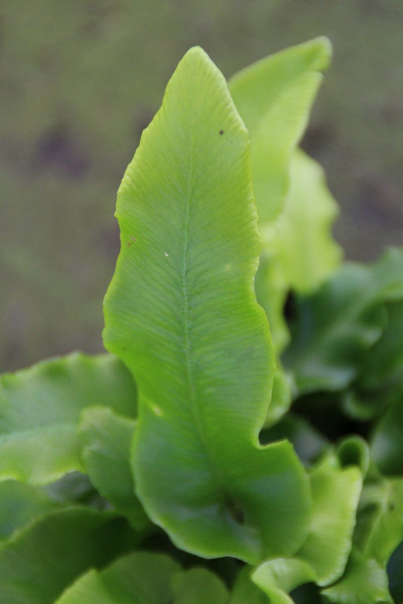  Tongvaren (Asplenium Scolopendrium)