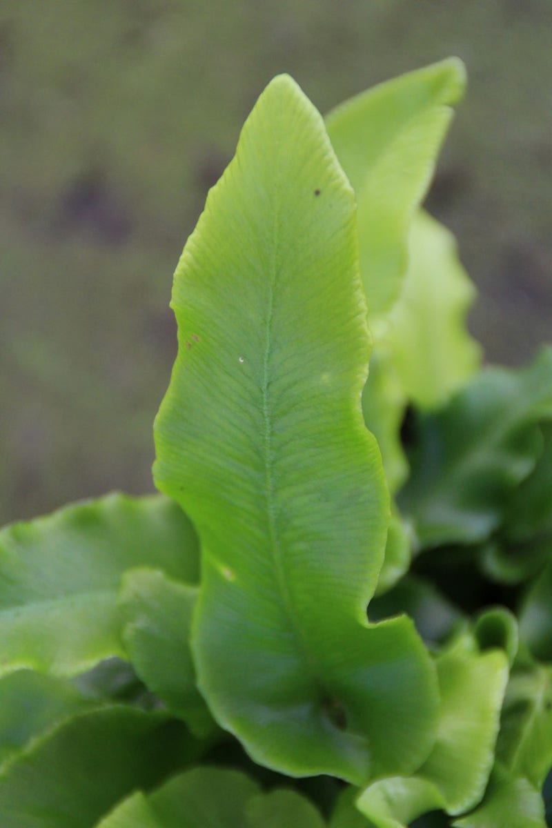  Tongvaren (Asplenium Scolopendrium)