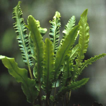  Tongvaren (Asplenium Scolopendrium)