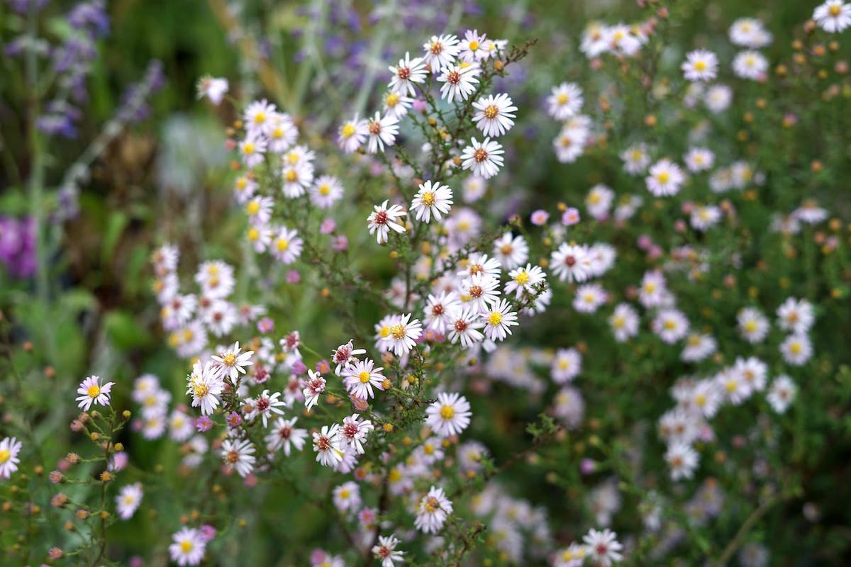 Aster (Aster Ericoides 'Pink Cloud')