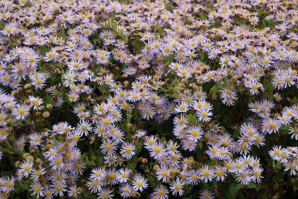  Aster (Aster Ageratoides 'Asran') BIO