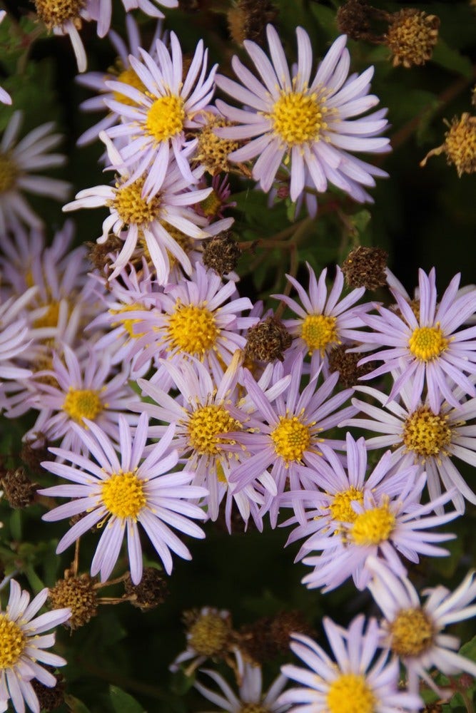  Aster (Aster Ageratoides 'Asran') BIO