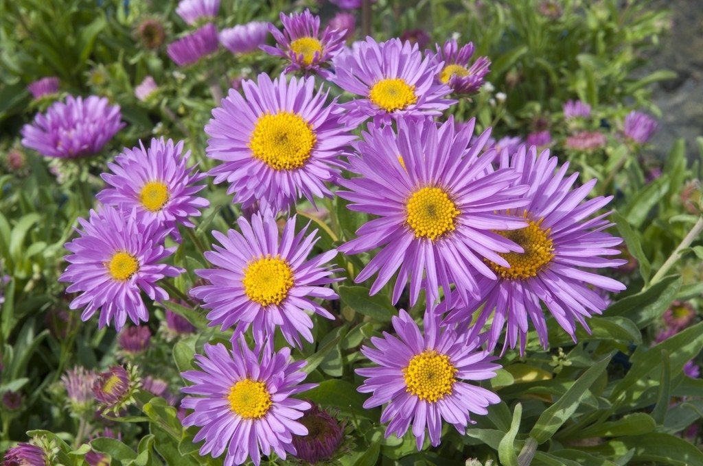 Aster (Aster Alpinus 'Happy End')