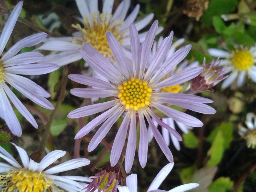  Aster (Aster Ageratoides 'Asran') BIO