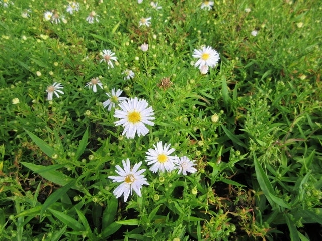  Aster (Aster 'Apollo')