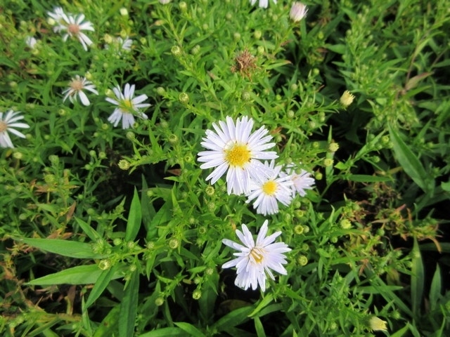  Aster (Aster 'Apollo')