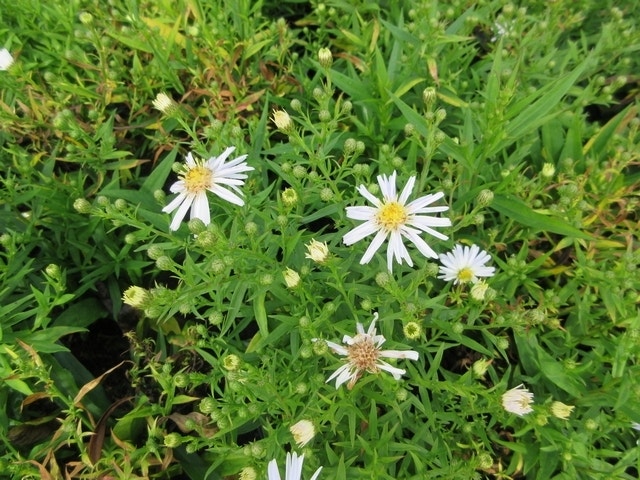  Aster (Aster 'Apollo')
