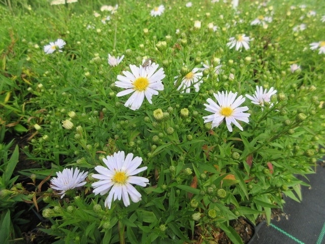  Aster (Aster 'Apollo')