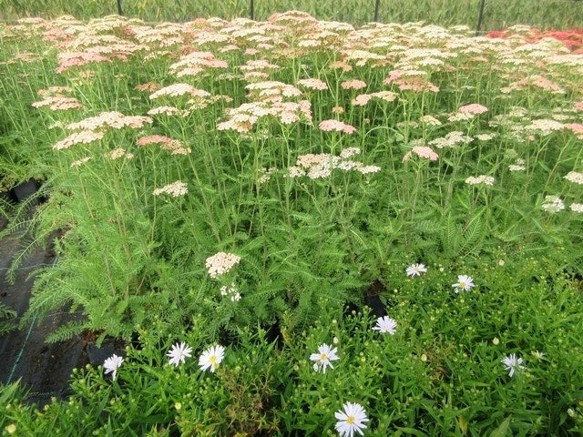  Aster (Aster 'Apollo')