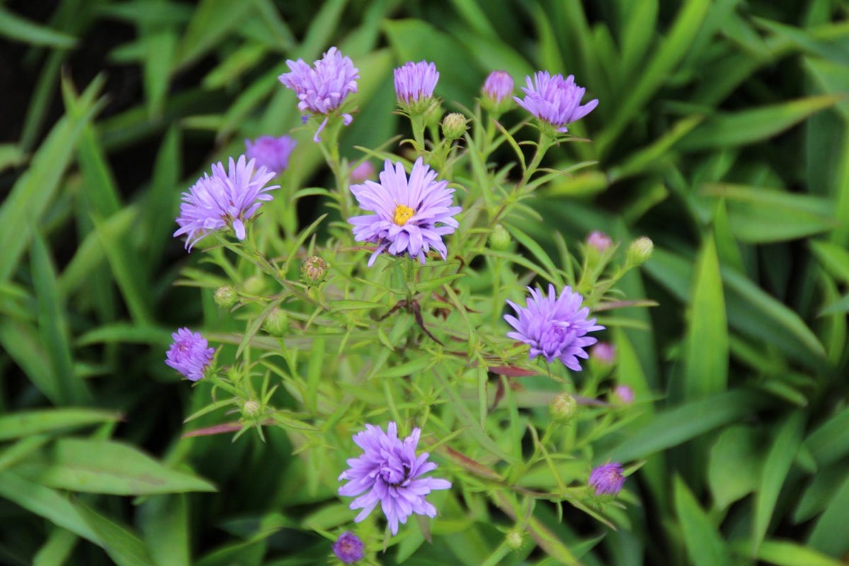  Aster (Aster 'Lady In Blue')