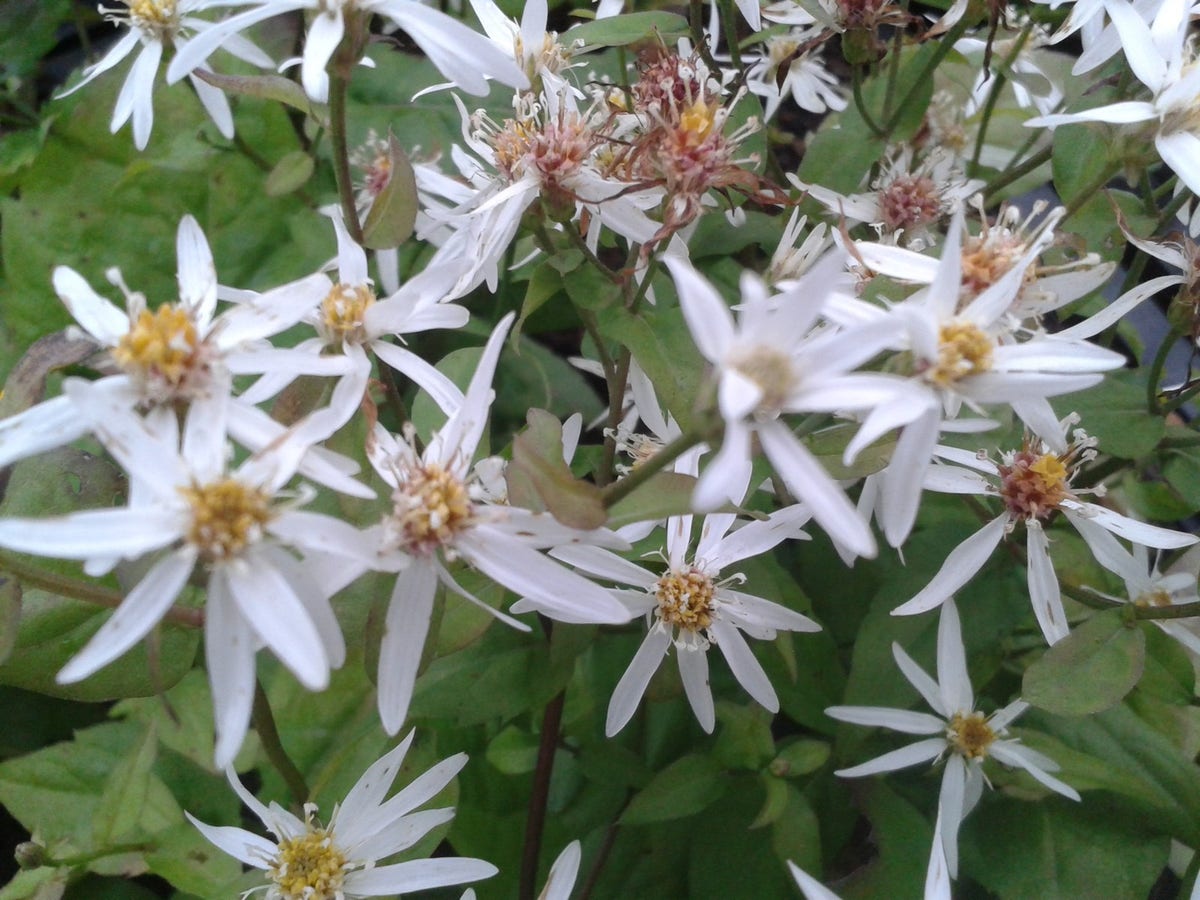  Aster (Aster Divaricatus) BIO