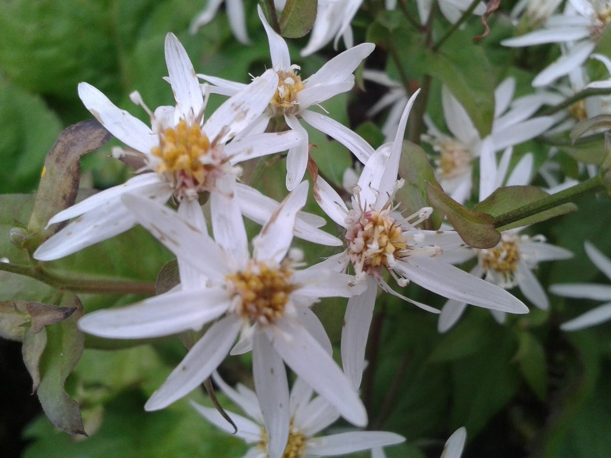  Aster (Aster Divaricatus) BIO