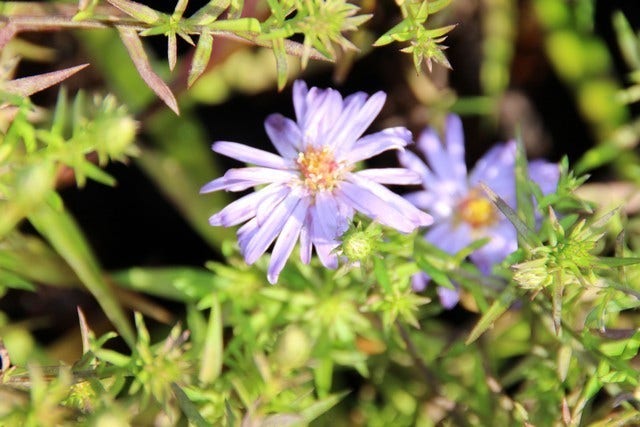  Aster (Aster 'Lady In Blue')
