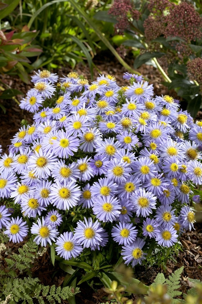  Aster (Aster 'Lady In Blue')