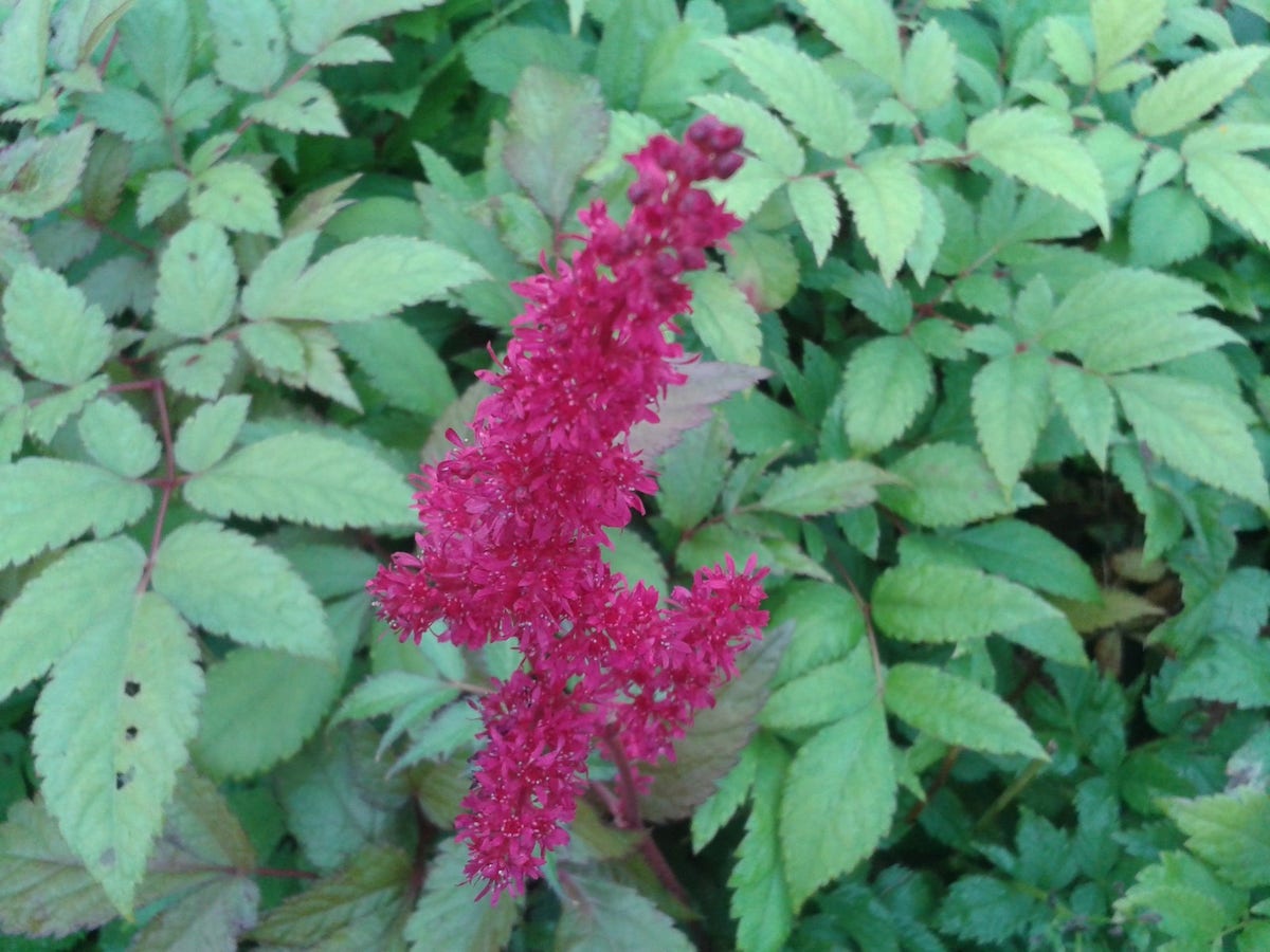  Spirea (Astilbe 'Glut')