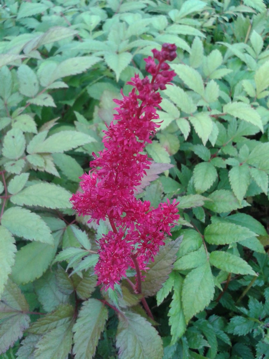  Spirea (Astilbe 'Glut')