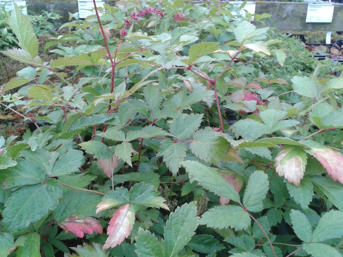  Spirea (Astilbe 'Straussenfeder')