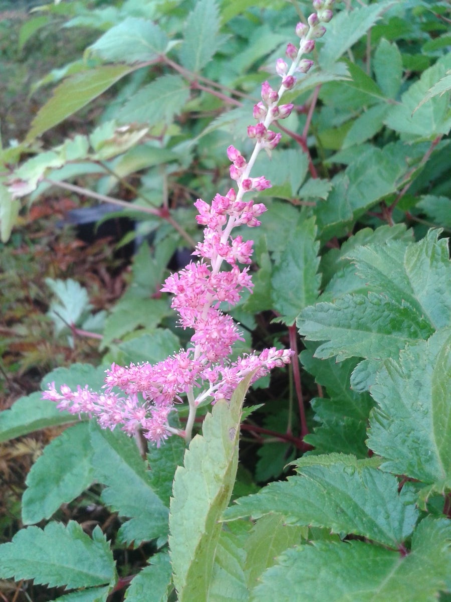  Spirea (Astilbe 'Straussenfeder')