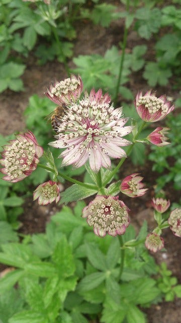  Zeeuws Knoopje (Astrantia 'Buckland')