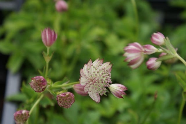  Zeeuws Knoopje (Astrantia 'Buckland')