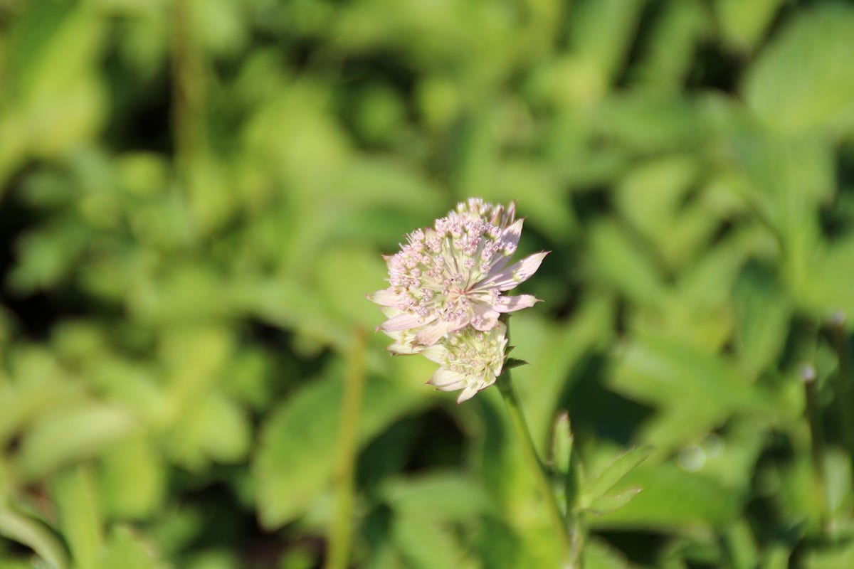  Zeeuws Knoopje (Astrantia 'Buckland')