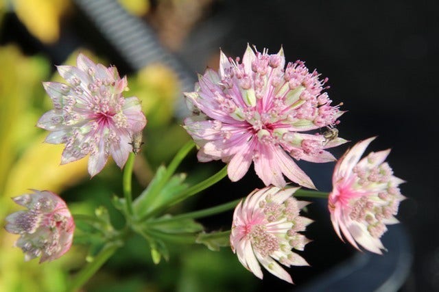  Zeeuws Knoopje (Astrantia 'Buckland')