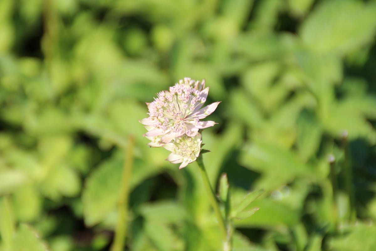  Zeeuws Knoopje (Astrantia 'Buckland')