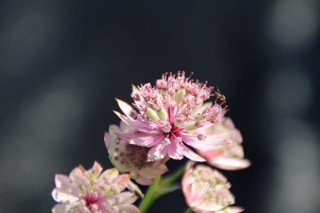  Zeeuws Knoopje (Astrantia 'Buckland')