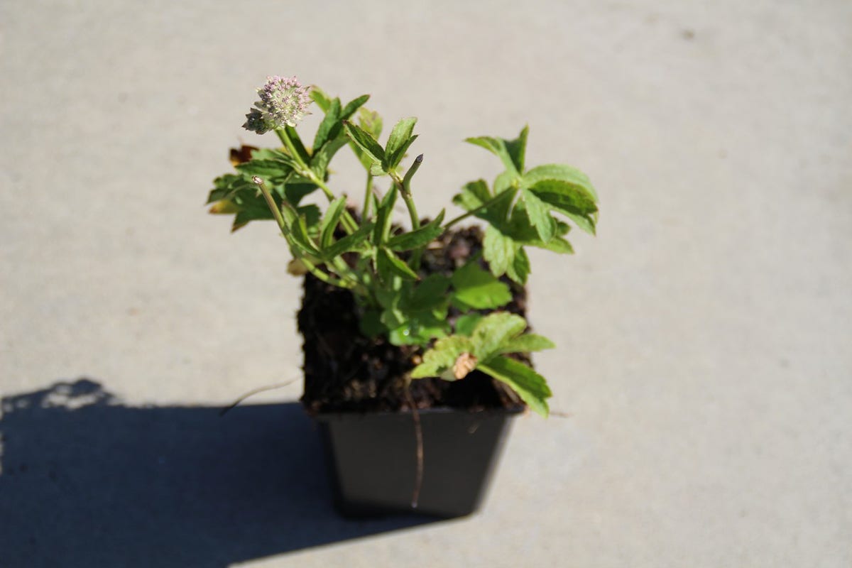  Zeeuws Knoopje (Astrantia 'Buckland')