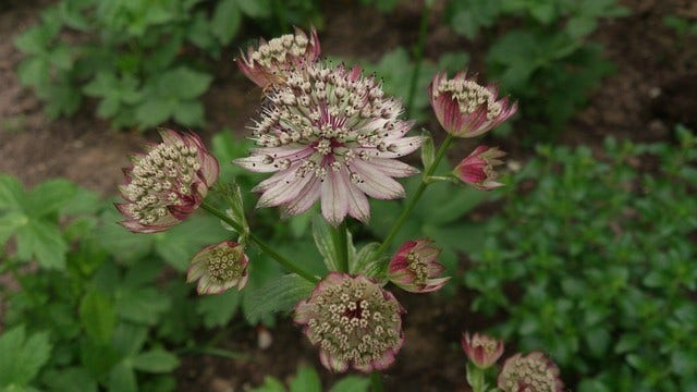  Zeeuws Knoopje (Astrantia 'Buckland')