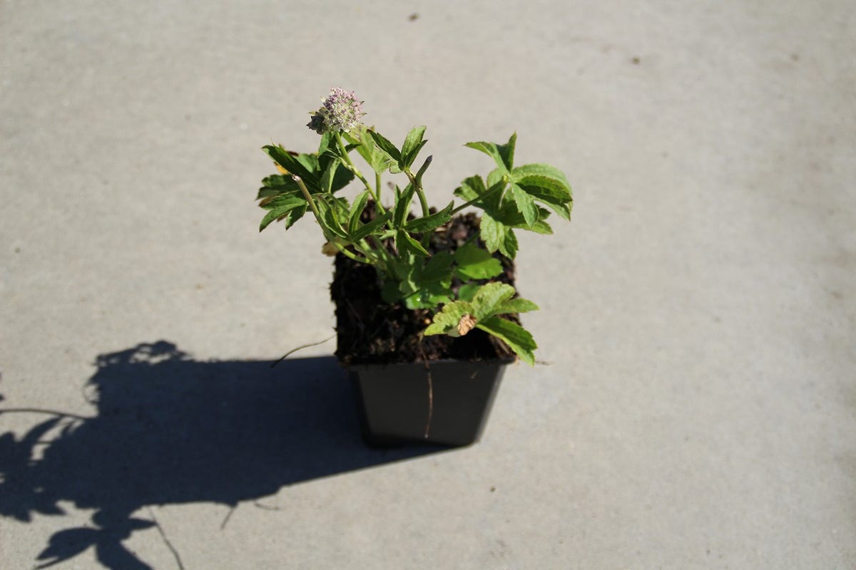 Zeeuws Knoopje (Astrantia 'Buckland')