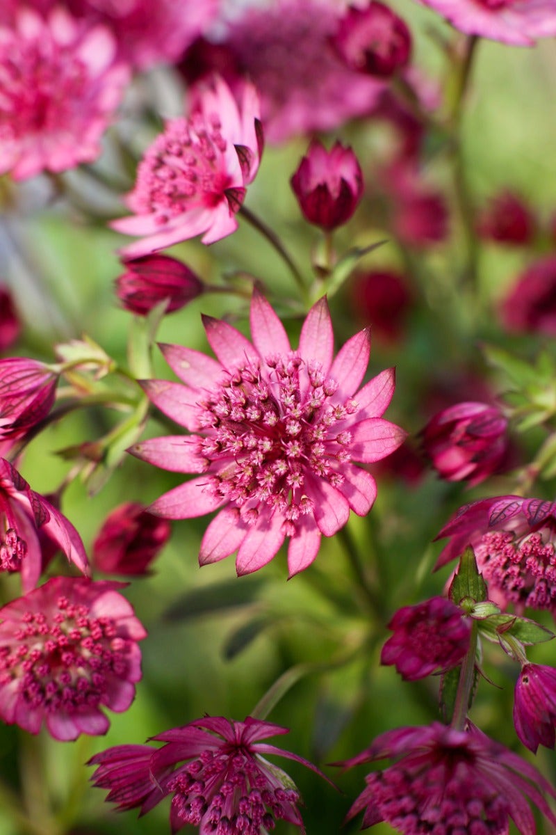  Zeeuws Knoopje (Astrantia Major 'Cherise Button')