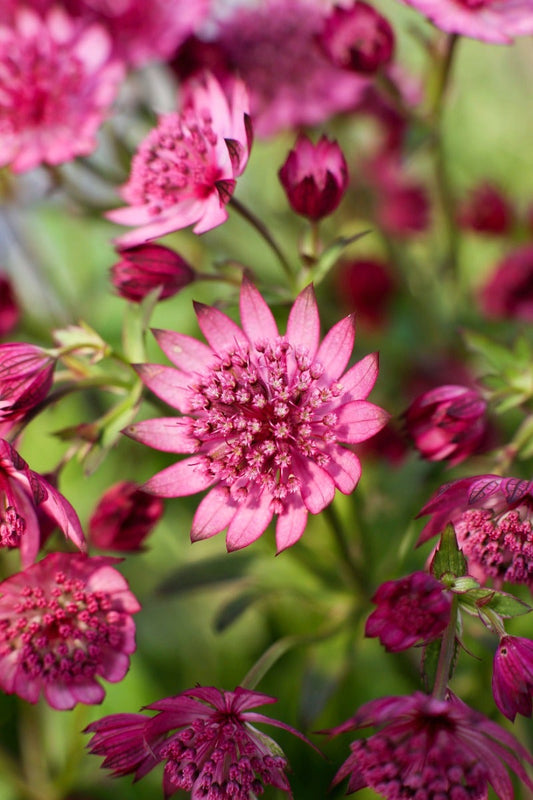  Zeeuws Knoopje (Astrantia Major 'Cherise Button')