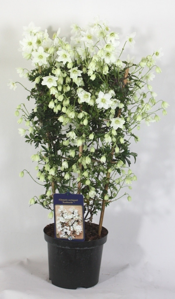  Groenblijvende Clematis (Clematis 'Avalanche')