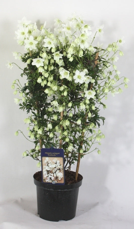  Groenblijvende Clematis (Clematis 'Avalanche')
