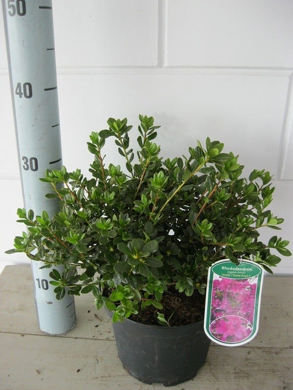  Japanse Azalea (Rhododendron 'Geisha Purple')