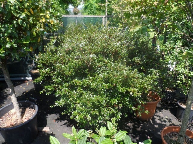  Japanse Azalea (Rhododendron 'Kermesina')