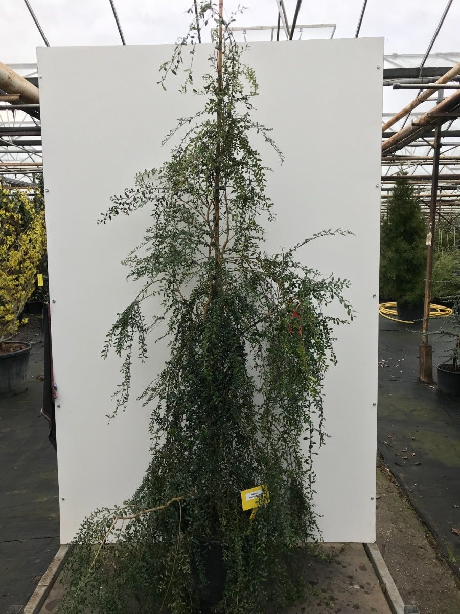  Azara (Azara Microphylla)