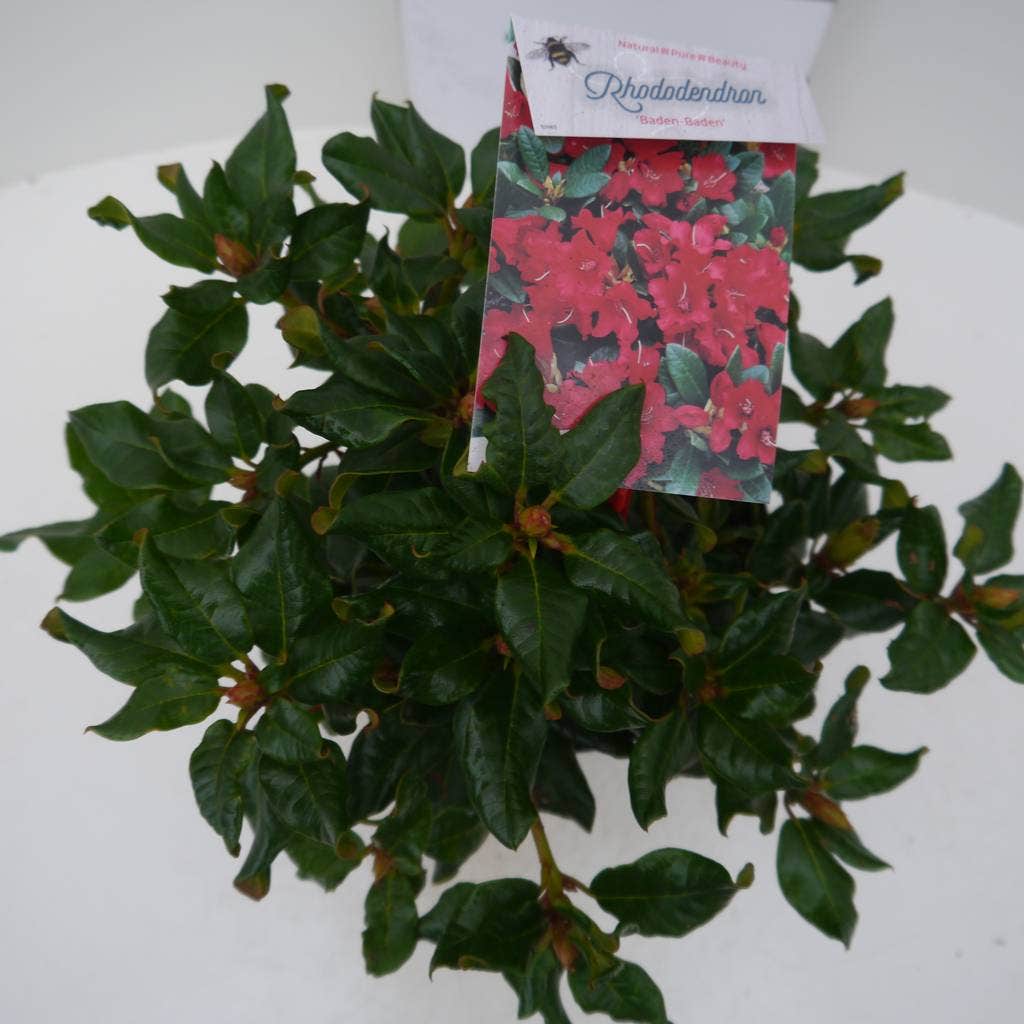  Dwergrhododendron (Rhododendron 'Baden-Baden')