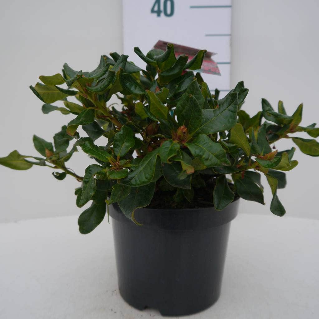  Dwergrhododendron (Rhododendron 'Baden-Baden')