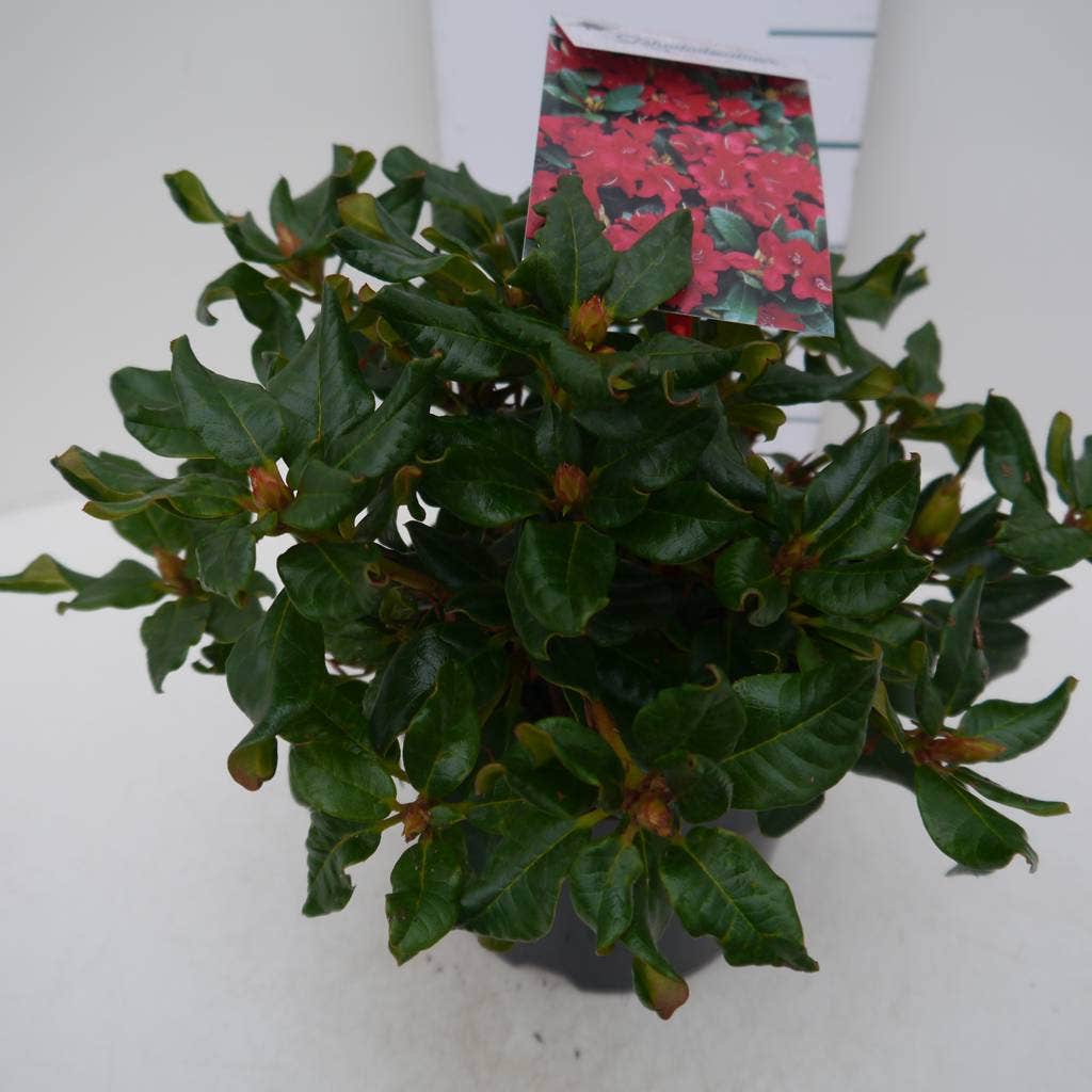  Dwergrhododendron (Rhododendron 'Baden-Baden')