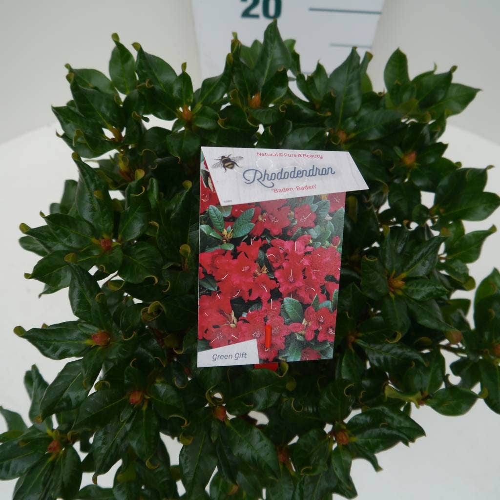  Dwergrhododendron (Rhododendron 'Baden-Baden')